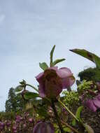 Image of lenten-rose