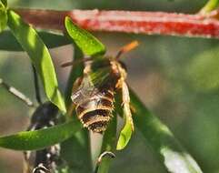 صورة Euryglossa adelaidae Cockerell 1905