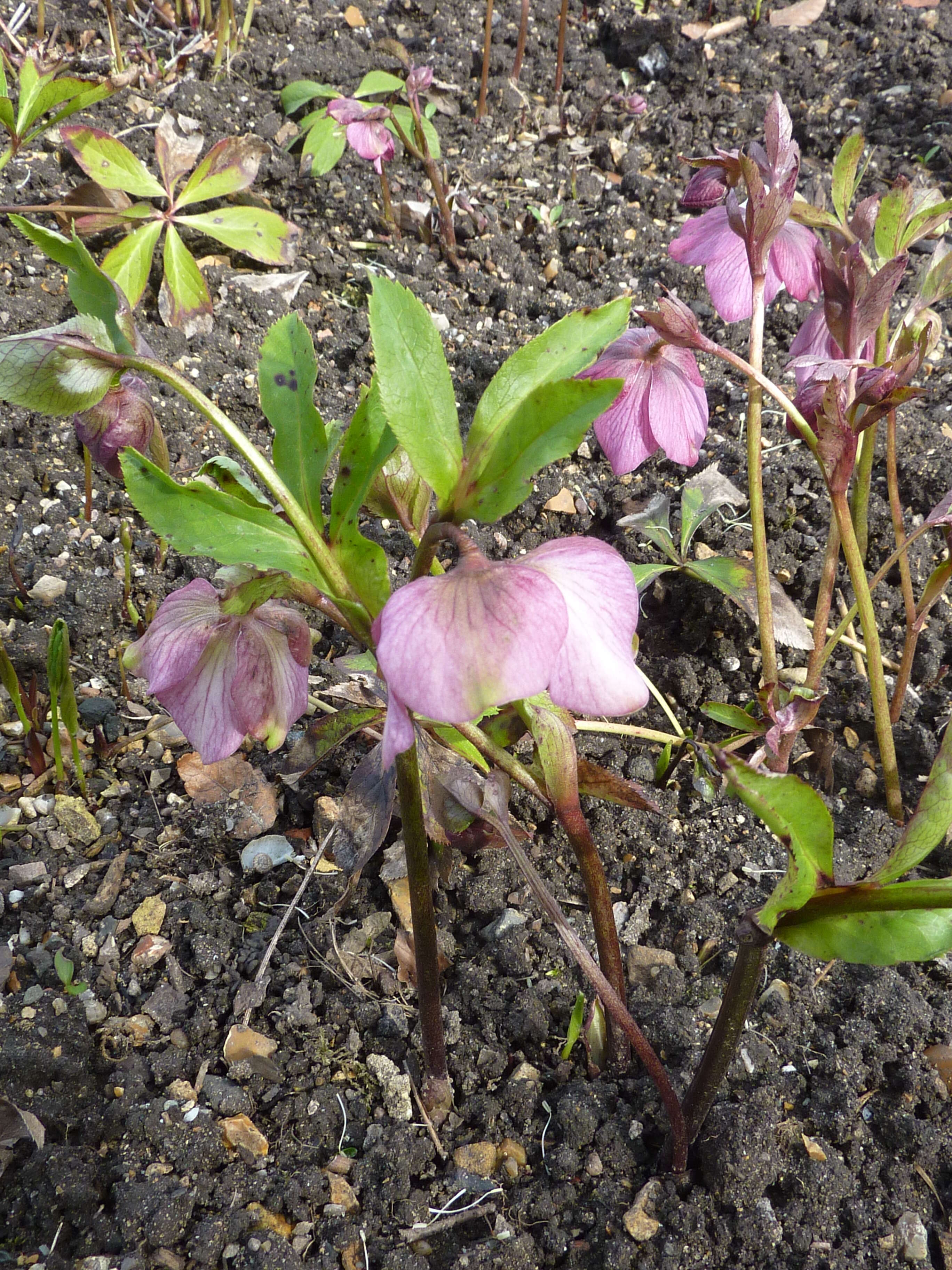 Image de Rose de carême