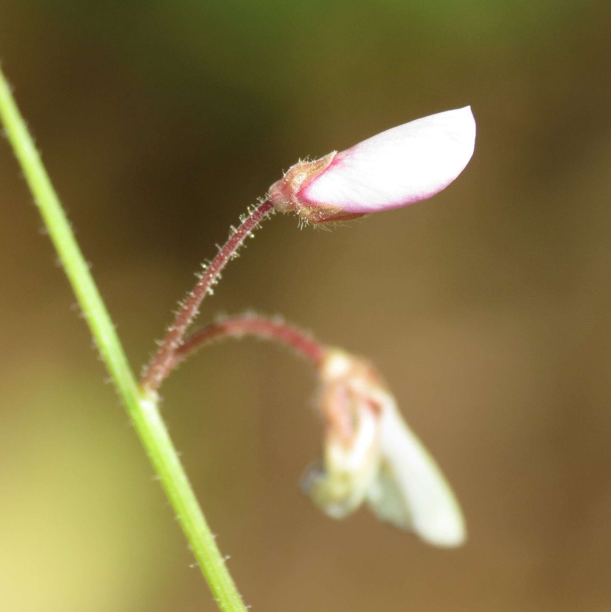 Desmodium arizonicum S. Watson resmi