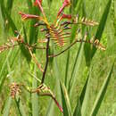 Слика од Crocosmia paniculata (Klatt) Goldblatt