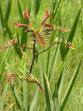 Слика од Crocosmia paniculata (Klatt) Goldblatt