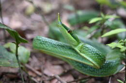 Image of Gonyosoma hainanense