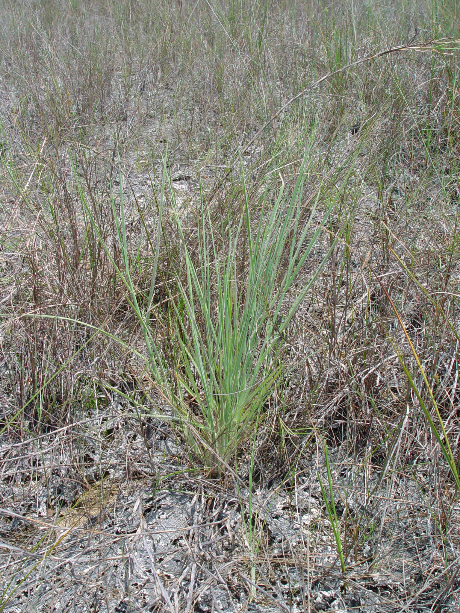 Image of Two-Spike Crab Grass
