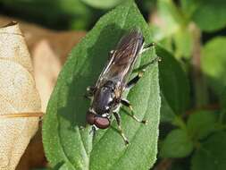 Xylota florum (Fabricius 1805) resmi