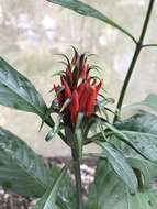 Image of Aphelandra wendtii T. F. Daniel