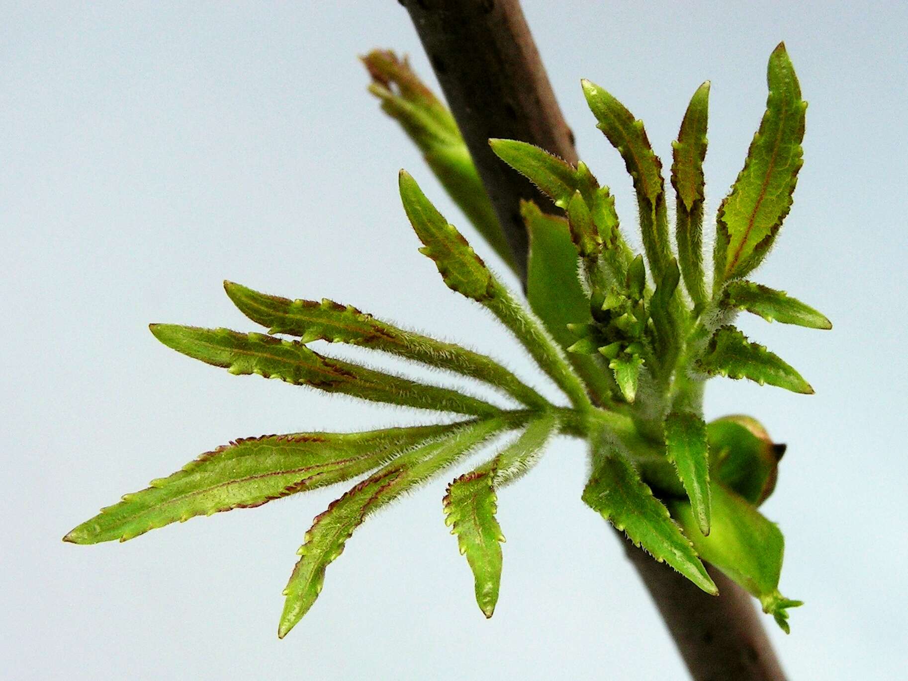 Imagem de Sambucus racemosa L.