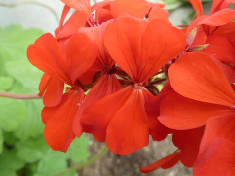 Слика од Pelargonium inquinans (L.) L'Her.