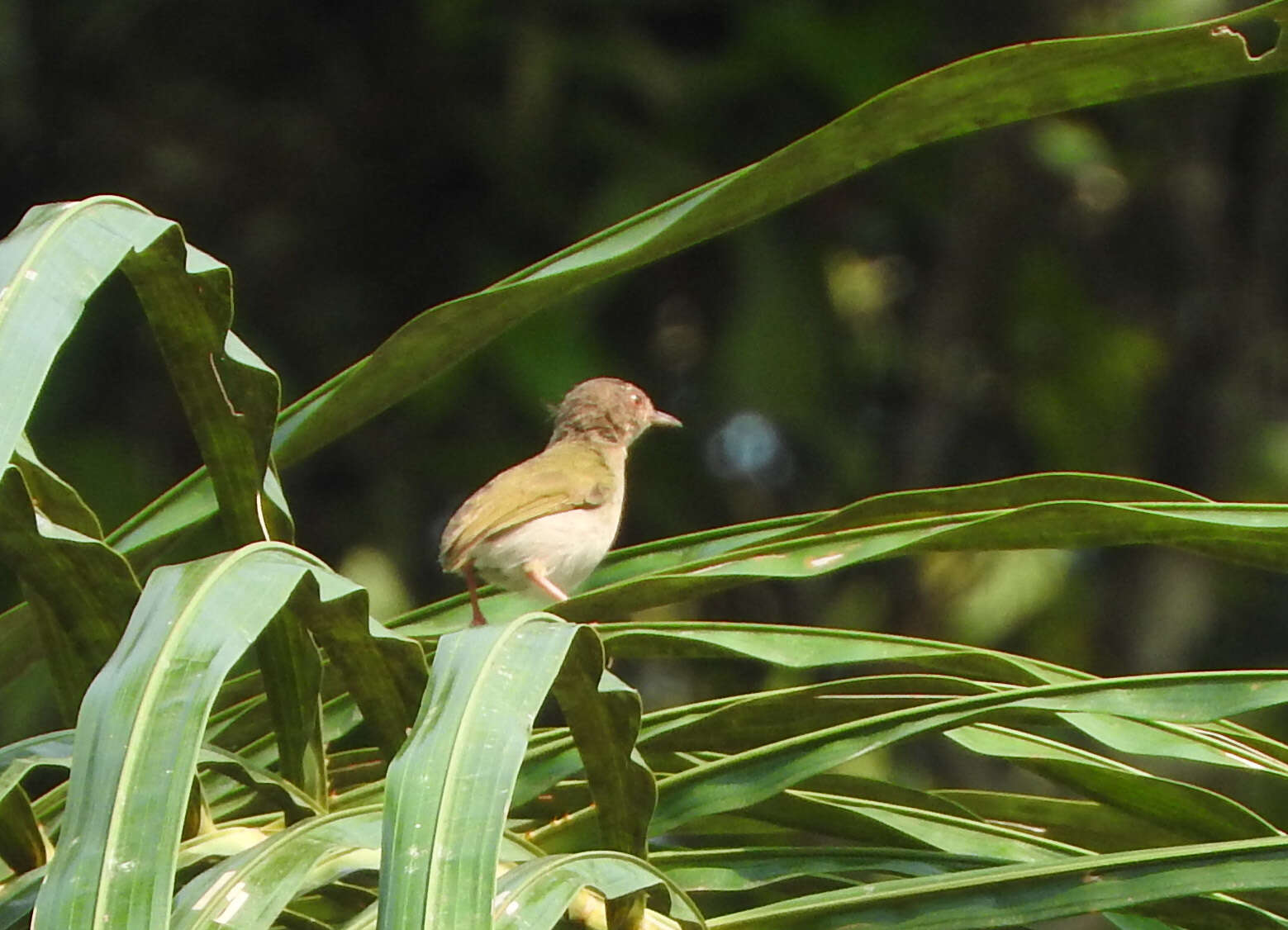 Image of Green Crombec