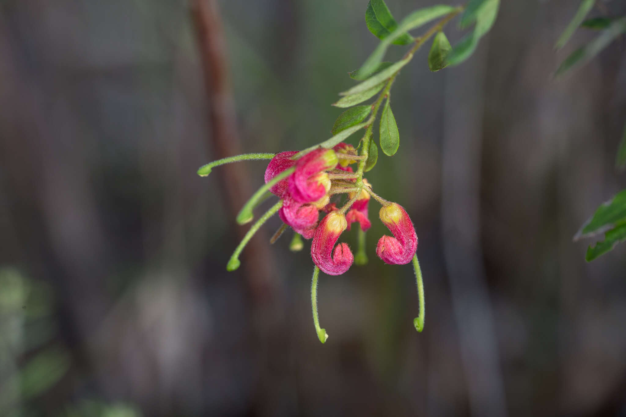 Image of Grevillea banyabba P. M. Olde & N. R. Marriott