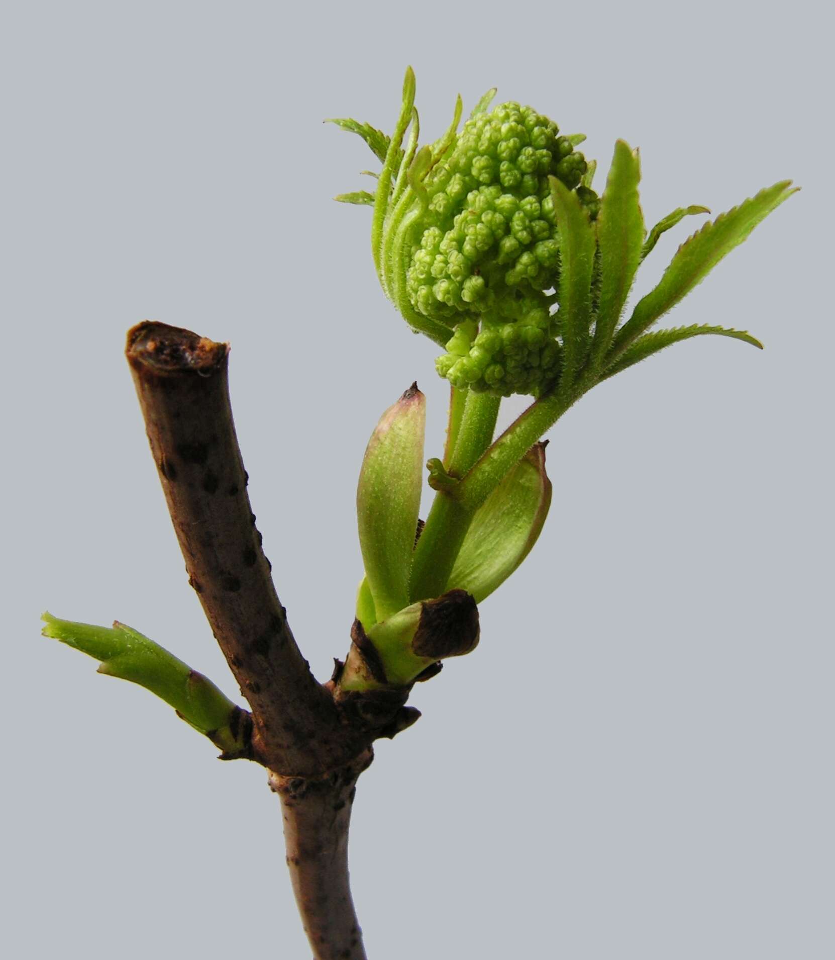 Imagem de Sambucus racemosa L.