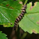 Image of <i>Arthrophaga myriapodina</i>