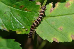 Image de <i>Arthrophaga myriapodina</i>