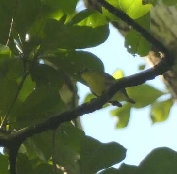 Image of Yellow-bellied Tyrannulet