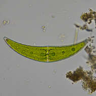 Image of Closterium moniliferum