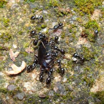 Image de Lasius fuliginosus (Latreille 1798)