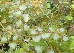 Imagem de Nothofagus menziesii (Hook. fil.) Oerst.