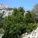 Imagem de Buxus balearica Lam.