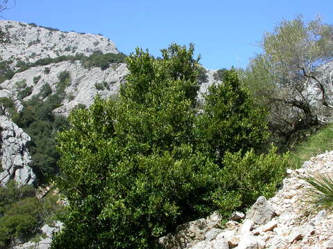 Image of Balearic boxwood