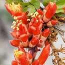 Imagem de Fouquieria splendens subsp. splendens