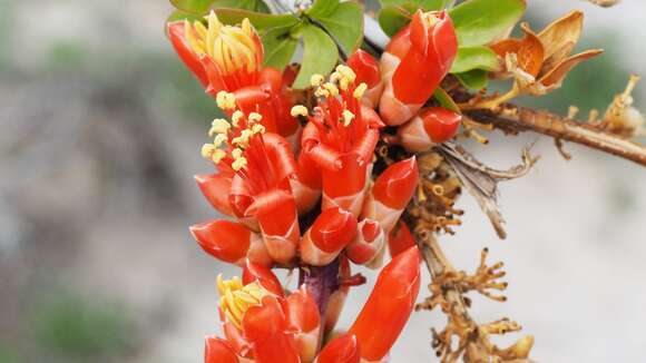 Image of Fouquieria splendens subsp. splendens