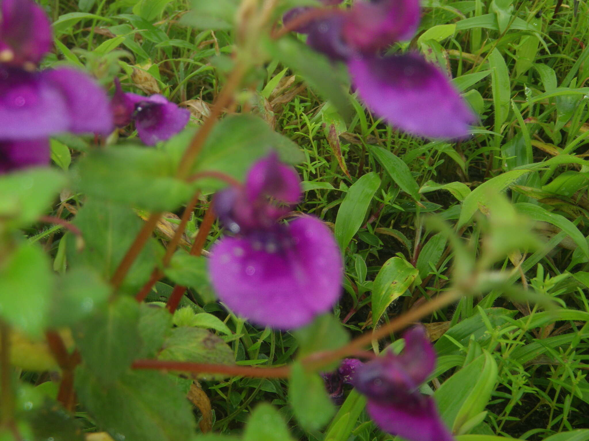 Image of Impatiens lawii Hook. fil. & Thoms.