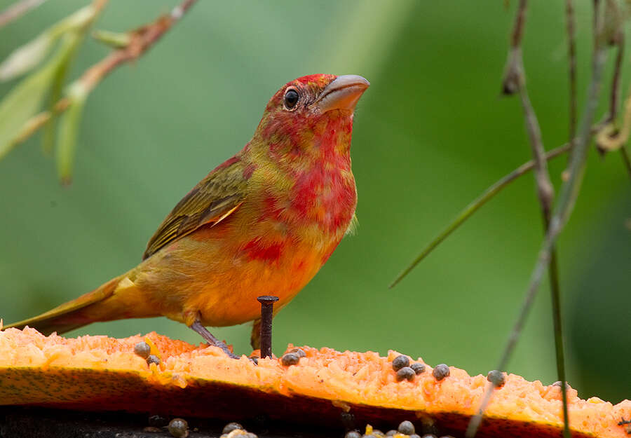 Plancia ëd Piranga rubra (Linnaeus 1758)