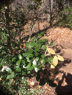 Image of Japanese holly