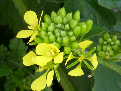 Image of white mustard