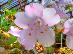 Imagem de Rhododendron ciliatum Hook. fil.