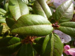 Imagem de Rhododendron ciliatum Hook. fil.