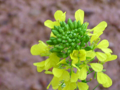 Image of white mustard