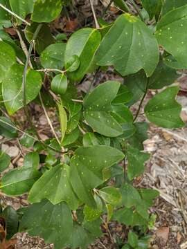 Image of twoflower passionflower