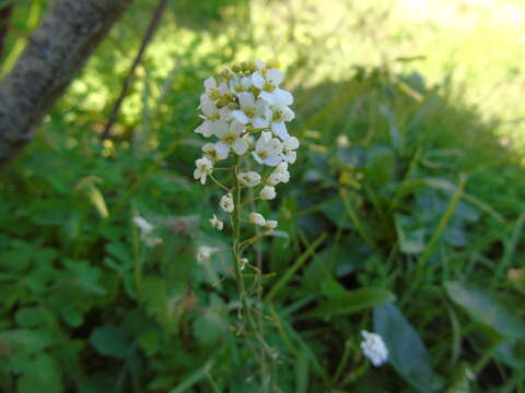 صورة Capsella grandiflora (Fauché & Chaub.) Boiss.