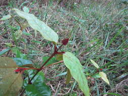 Image of Vismia guianensis (Aubl.) DC.