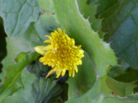 Image of common sowthistle