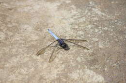 Image of blue marsh hawk