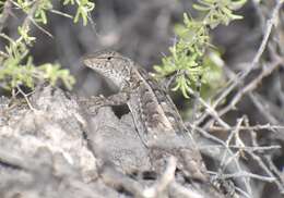 Image of Liolaemus wiegmannii (Duméril & Bibron 1837)