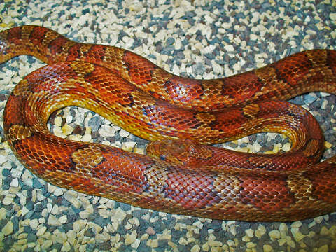 Image of Corn Snake