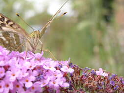 Imagem de Argynnis paphia Linnaeus 1758