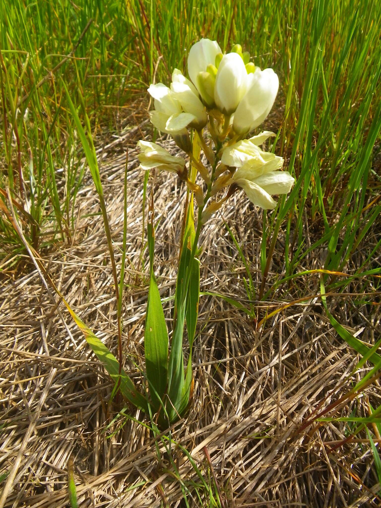 Image of Ixia abbreviata Houtt.