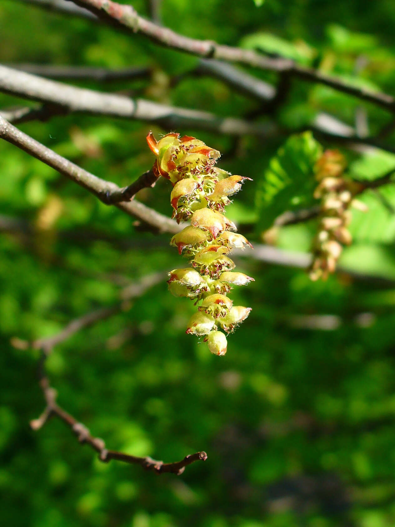 Image of European hornbeam