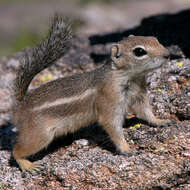 Image of squirrels, dormice, and relatives