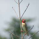 Quelea erythrops (Hartlaub 1848) resmi