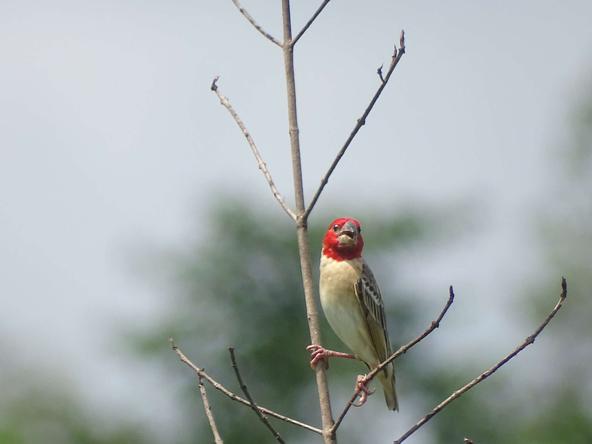 Image of Red-headed Quelea