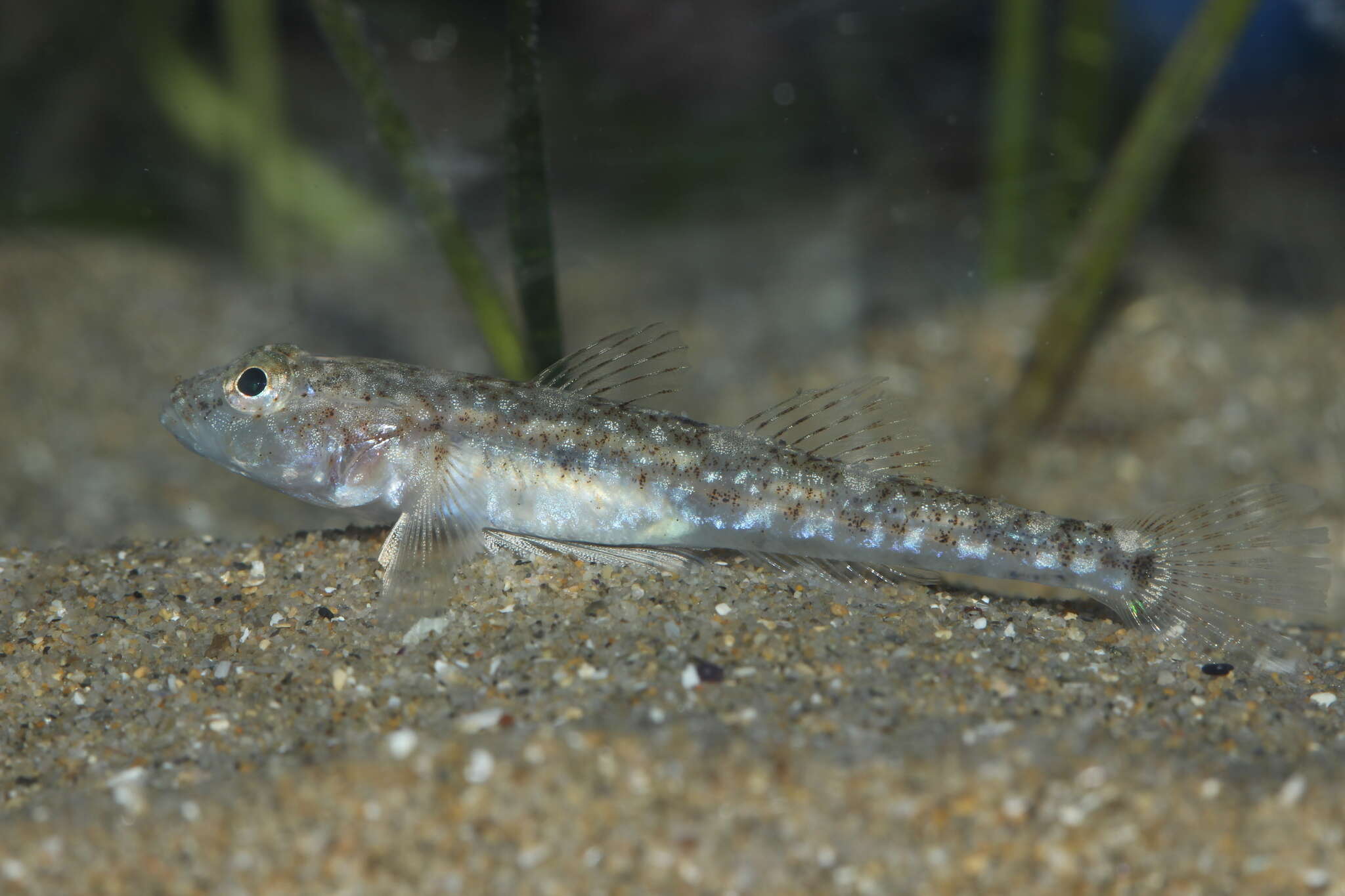 Image of Marbled Goby