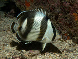 Image of Banded Butterflyfish