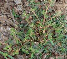 Sivun Persicaria prostrata (R. Br.) Sojak kuva