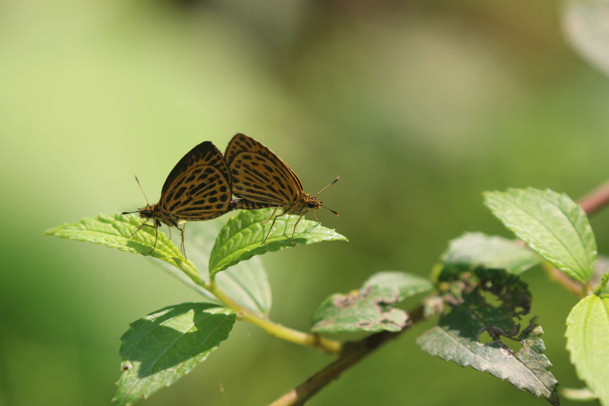 Image of Tiger Hopper