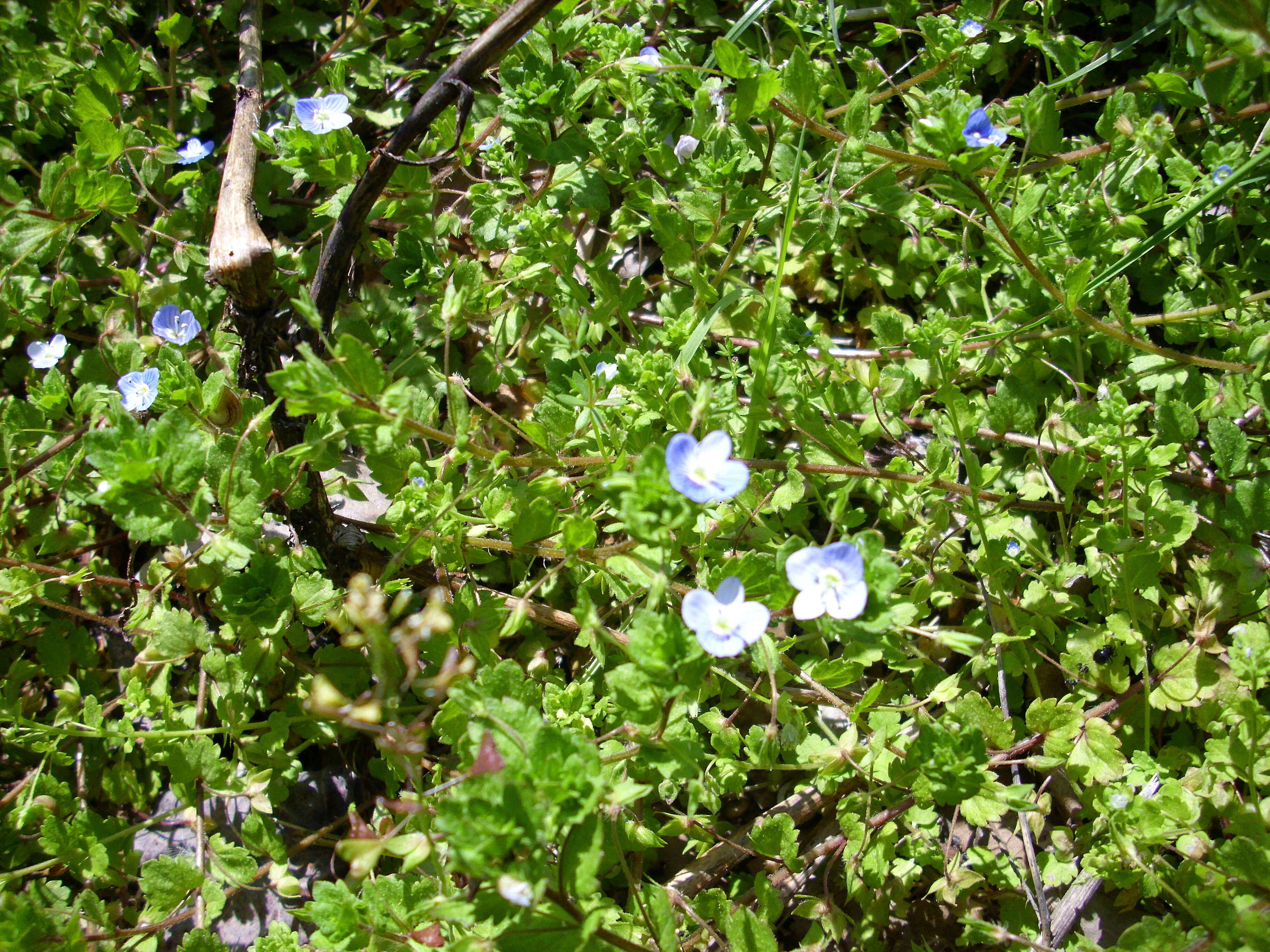 Image of birdeye speedwell